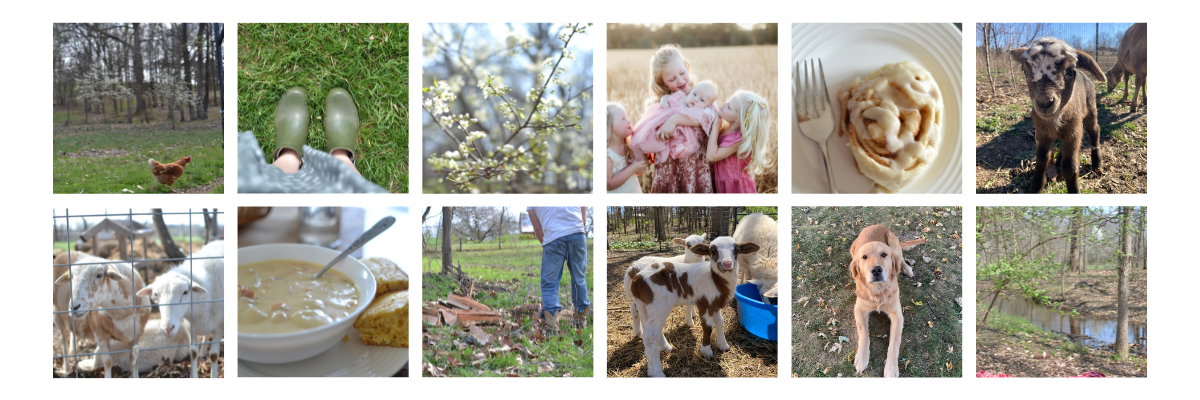 Collage of sheep, food, dogs, flowers, and boots