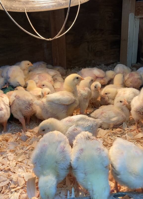 Baby chicks under a heat lamp