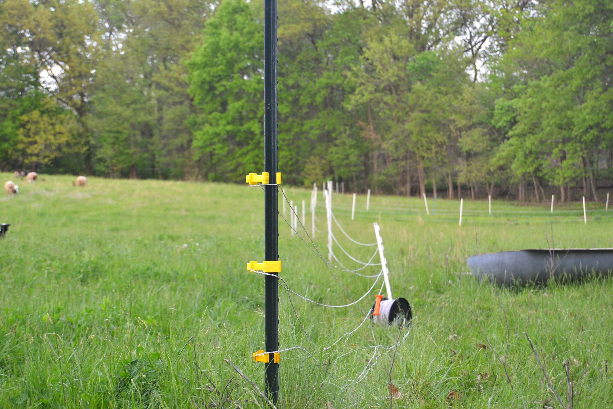 What is Rotational Grazing and Why Do We Use It