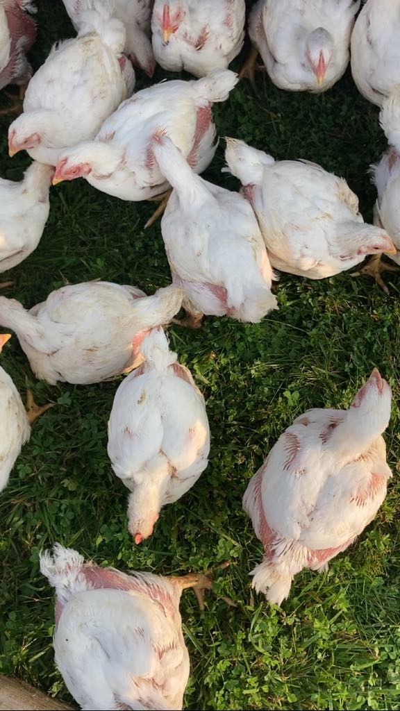 cornish cross chickens on grass